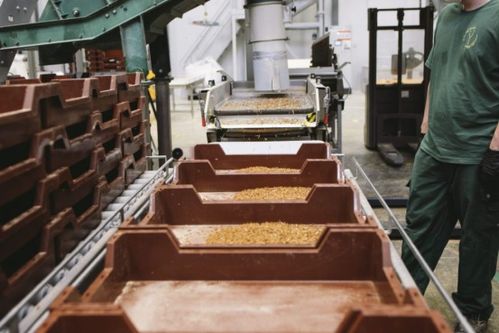 鋼鐵俠的巴黎投資 昆蟲工廠與未來食品變革